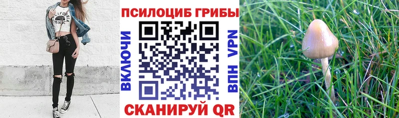 Галлюциногенные грибы Magic Shrooms  купить закладку  Каменногорск 